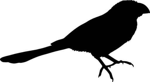 crow silhouette